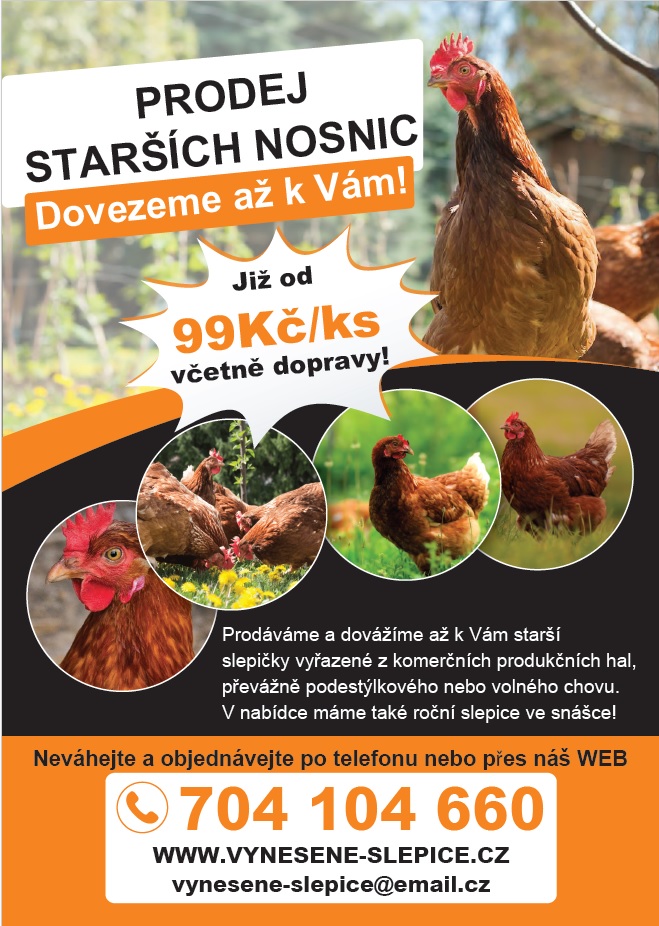 Prodej starších nosnic-Dovezeme až k Vám!